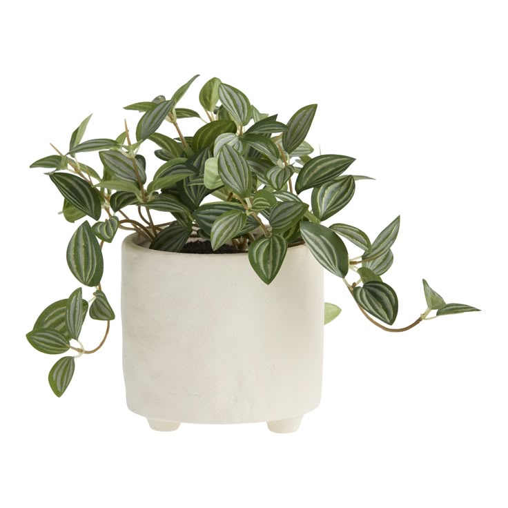 Modpod-office-décor-and-indoor-plants-for-workspace-or-home
